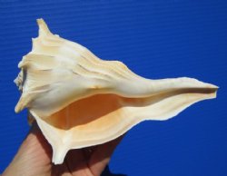 7 inches Real Left Handed Whelk Shell for Sale - Buy this one for $14.99