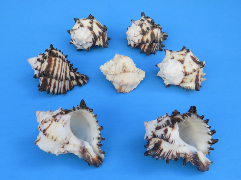 2 inches Small Black Murex Shells for Sale - $13.50 a dozen