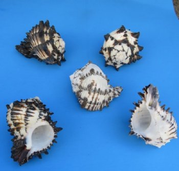 5 to 5-3/4 inches Extra Large Black Murex Shells, Big Hermit Crab Shells <font color=red> Wholesale</font> -  60 @ $2.20 each