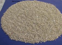 20 kilos Tiny Silver Umbonium Shells in Bulk, 1/8 inch to 1/2 inch for $3.00 a kilo