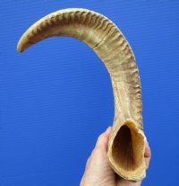 21 inches Real Merino Sheep Horn, Ram Horn for Sale - Buy this one for $19.99