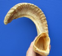 21 inches Real Merino Sheep Horn, Ram Horn for Sale - Buy this one for $19.99