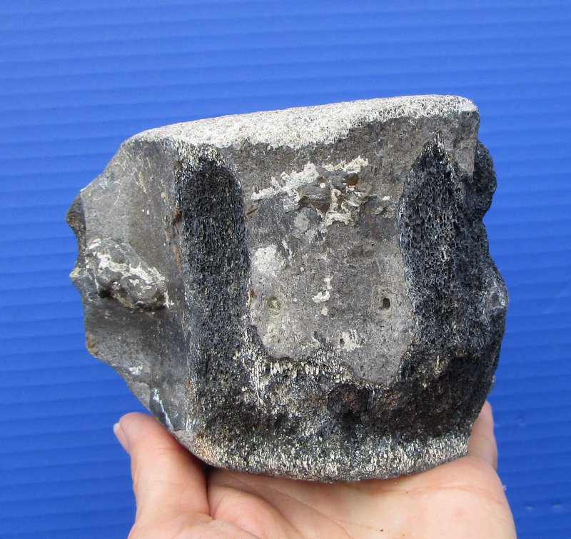 4-1/2 by 3-1/2 by 3-1/2 inches Fossilized Whale Vertebra Bone for Sale