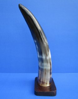 12-3/8 inches Polished Buffalo Horn Sculpture on Wooden Base for Horn Decor - Buy this one for $19.99  <font color=red> SALE $14.99</FONT>