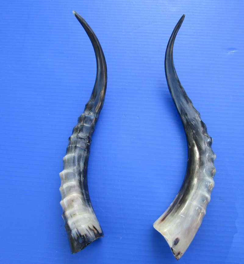 14-3/4 and 15-1/4 inches Polished Blesbok Horns for Sale