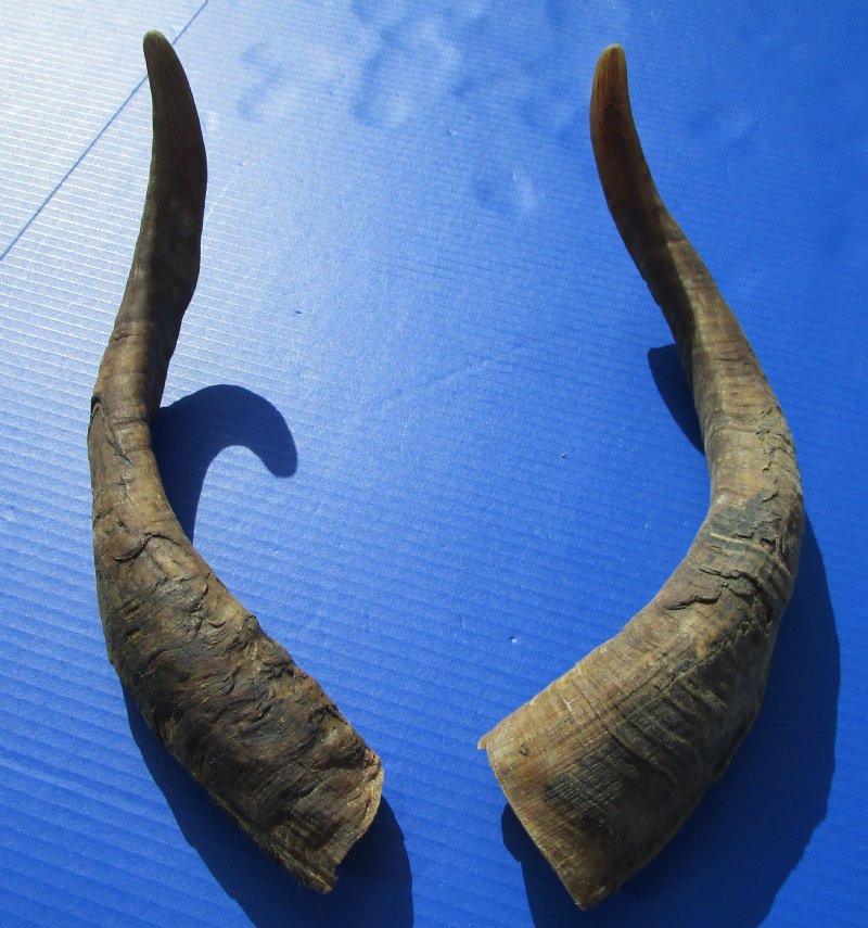 African Goat Horns for Sale, Extra Large Size 17-1/4 and 18 inches