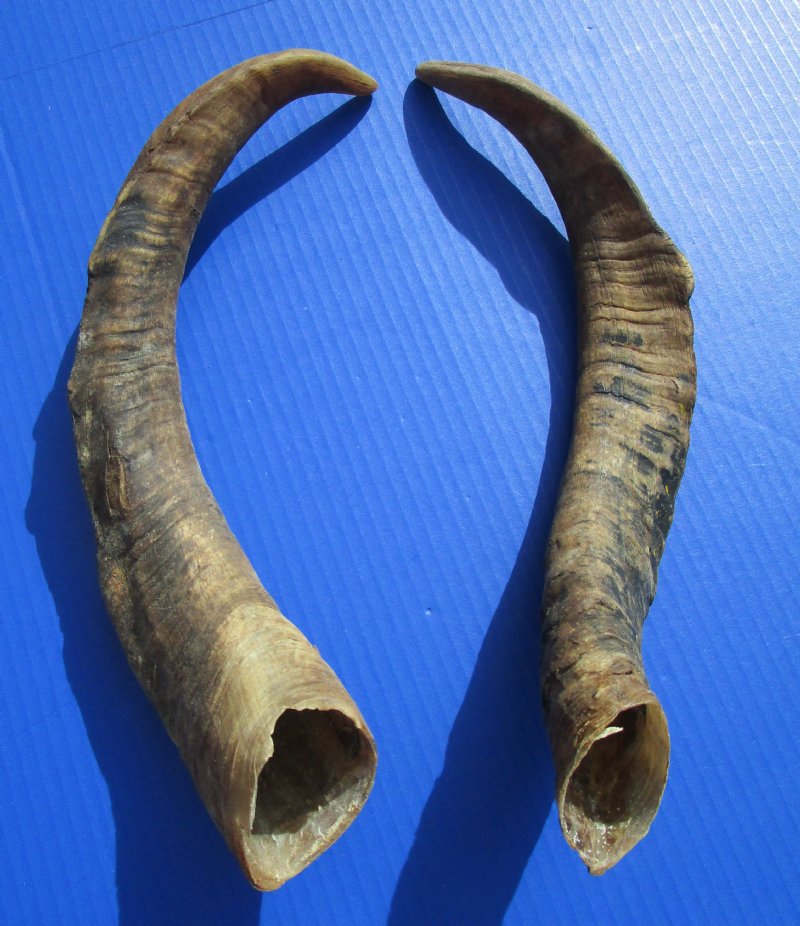 African Goat Horns for Sale, Extra Large Size 17-1/4 and 18 inches