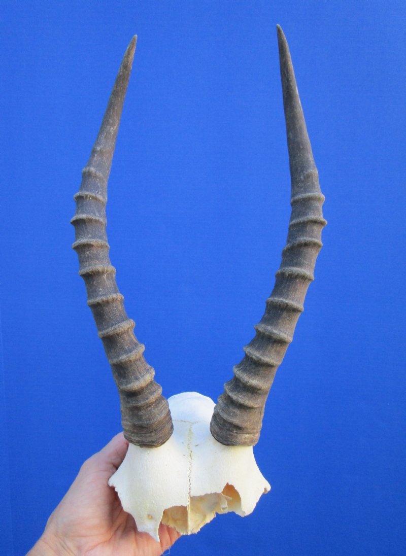 $24.99 for this Real Blesbok Skull Plate with 12-3/4 inches Horns