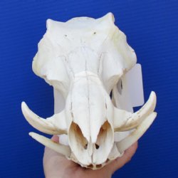 12 inches African Warthog Skull for Sale with 3 inches Ivory Tusks , Grade B (Hole in Bottom Jaw), for $94.99