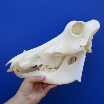 12 inches African Warthog Skull for Sale with 3 inches Ivory Tusks , Grade B (Hole in Bottom Jaw), for $94.99