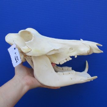 12 inches African Warthog Skull for Sale with 3 inches Ivory Tusks , Grade B (Hole in Bottom Jaw), for $94.99