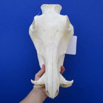 12 inches African Warthog Skull for Sale with 3 inches Ivory Tusks , Grade B (Hole in Bottom Jaw), for $94.99