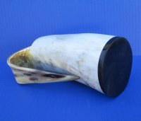 Polished Buffalo Horn 16 ounces Tankard 6-7/8" tall for $34.99