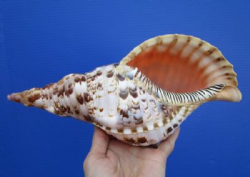 11-1/8 by 5 inches Spectacular Pacific Triton's Trumpet Shell for Sale, Charonia tritonis, - Buy this one for $59.99