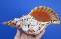 10-1/2 by 4-7/8 inches Beautiful Real Pacific Triton's Trumpet Shell for Sale - Buy this one for $49.99