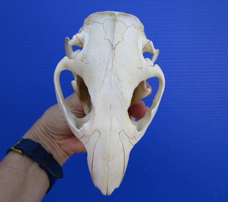 5 inches Real North American Beaver Skull for Sale