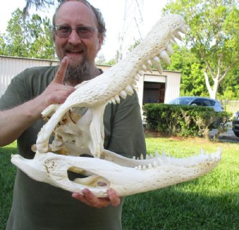 21 inches Huge Discount Florida Alligator Skull, With Some Damage -  Buy this one for $174.99