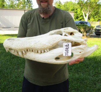 21 inches Huge Discount Florida Alligator Skull, With Some Damage -  Buy this one for $174.99