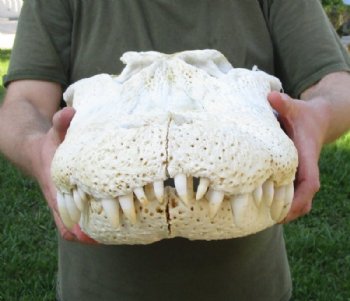 21 inches Huge Discount Florida Alligator Skull, With Some Damage -  Buy this one for $174.99