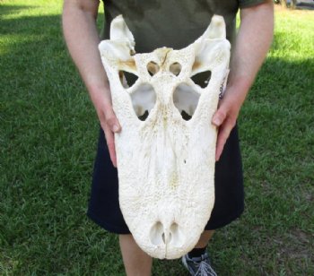 21 inches Huge Discount Florida Alligator Skull, With Some Damage -  Buy this one for $174.99