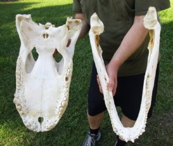 21 inches Huge Discount Florida Alligator Skull, With Some Damage -  Buy this one for $174.99