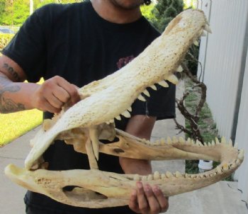 20 inches Huge Discount Florida Alligator Skull, With Some Damage -  Buy this one for $124.99