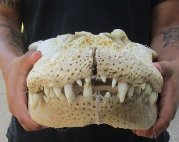 20 inches Huge Discount Florida Alligator Skull, With Some Damage -  Buy this one for $124.99