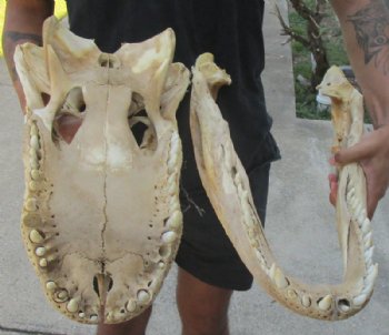 20 inches Huge Discount Florida Alligator Skull, With Some Damage -  Buy this one for $124.99