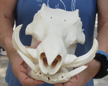 13 inches African Warthog Skull with 5 inches Ivory Tusks - Buy this one for $134.99