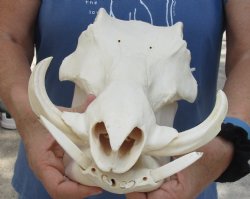 13 inches African Warthog Skull with 5 inches Ivory Tusks - Buy this one for $134.99