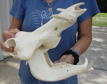 13 inches African Warthog Skull with 5 inches Ivory Tusks - Buy this one for $134.99