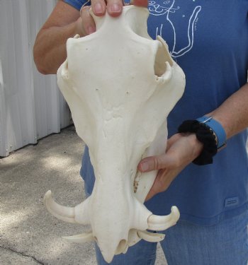 13 inches African Warthog Skull with 5 inches Ivory Tusks - Buy this one for $134.99