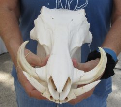 13 inches African Warthog Skull with 5 inches Ivory Tusks - Buy this one for $124.99