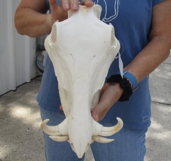 13 inches African Warthog Skull with 5 inches Ivory Tusks - Buy this one for $124.99