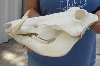 13 inches African Warthog Skull with 5 inches Ivory Tusks - Buy this one for $124.99