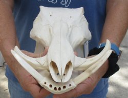 12 inches African Warthog Skull with 4 inches Ivory Tusks -<font color=red> Grade B, </font> Buy this one for $114.99