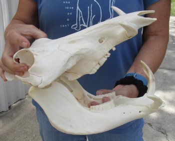 12 inches African Warthog Skull with 4 inches Ivory Tusks -<font color=red> Grade B, </font> Buy this one for $114.99