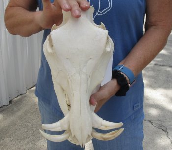 12 inches African Warthog Skull with 4 inches Ivory Tusks -<font color=red> Grade B, </font> Buy this one for $114.99