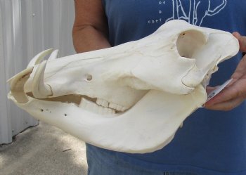 12 inches African Warthog Skull with 4 inches Ivory Tusks -<font color=red> Grade B, </font> Buy this one for $114.99