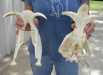 12 inches African Warthog Skull with 4 inches Ivory Tusks -<font color=red> Grade B, </font> Buy this one for $114.99