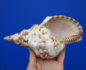 8 inches long Real Atlantic Triton's Trumpet shell for Sale - Buy this one for $22.99