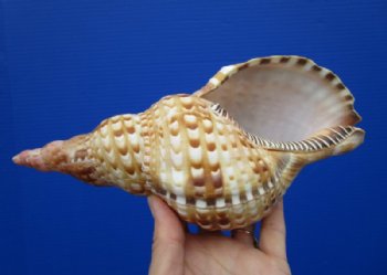 8-7/8 inches <font color=red> Good Quality</font> Blonde Atlantic Triton Trumpet Shell for Sale with golden highlights - Buy this one for $24.99