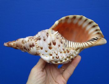 9 inches Beautiful Charonia Tritonis Shells for Sale, Pacific Triton's Trumpet - Buy this one for $44.99