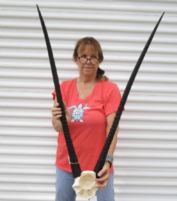 Huge Gemsbok Skull Plate with 37 and 39 inches Horns = Buy this one for $89.99