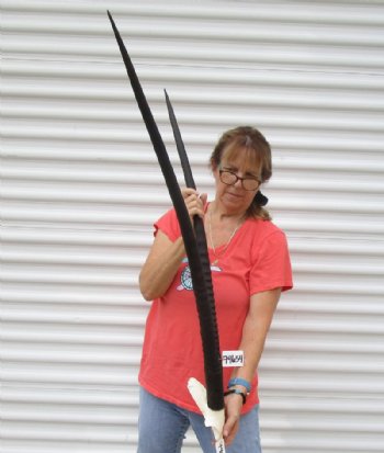 Huge Gemsbok Skull Plate with 37 and 39 inches Horns = Buy this one for $89.99