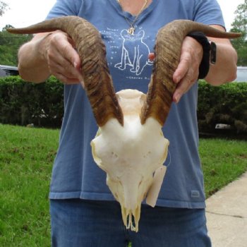 Angora Goat Skull with 18 inches Horns - Buy this one for $119.99