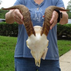 Angora Goat Skull with 18 inches Horns - Buy this one for $119.99