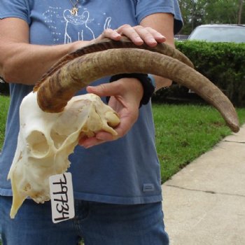 Angora Goat Skull with 18 inches Horns - Buy this one for $119.99