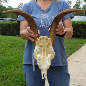 Angora Goat Skull with 18 inches Horns - Buy this one for $119.99