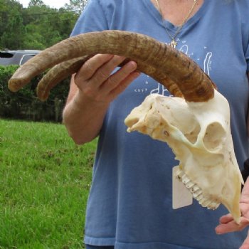 Angora Goat Skull with 18 inches Horns - Buy this one for $119.99